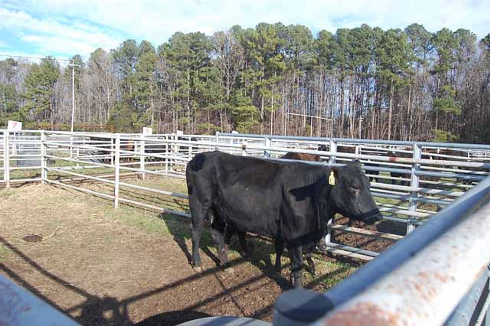 Image for 36th Annual Starting the New Year Cattle Auction