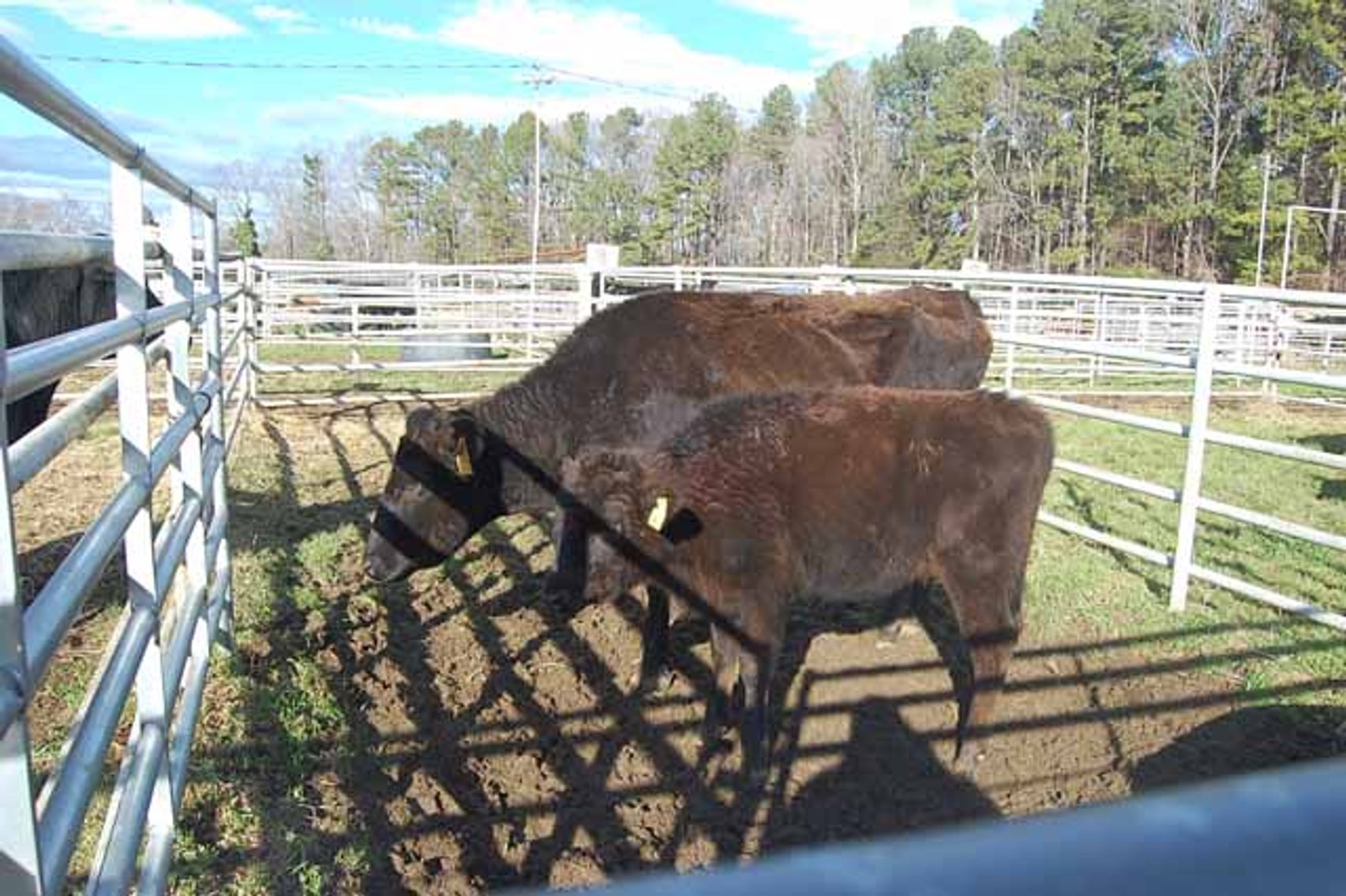Image for 36th Annual Starting the New Year Cattle Auction