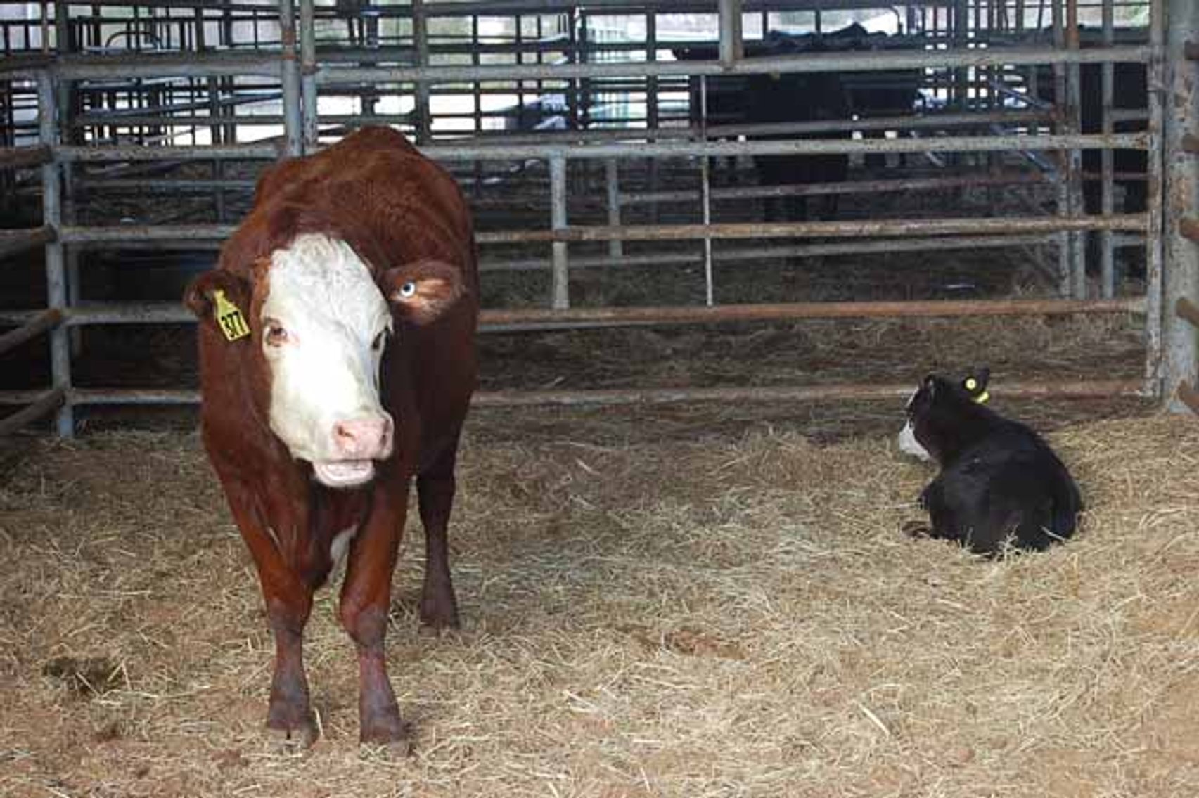 Image for 36th Annual Starting the New Year Cattle Auction