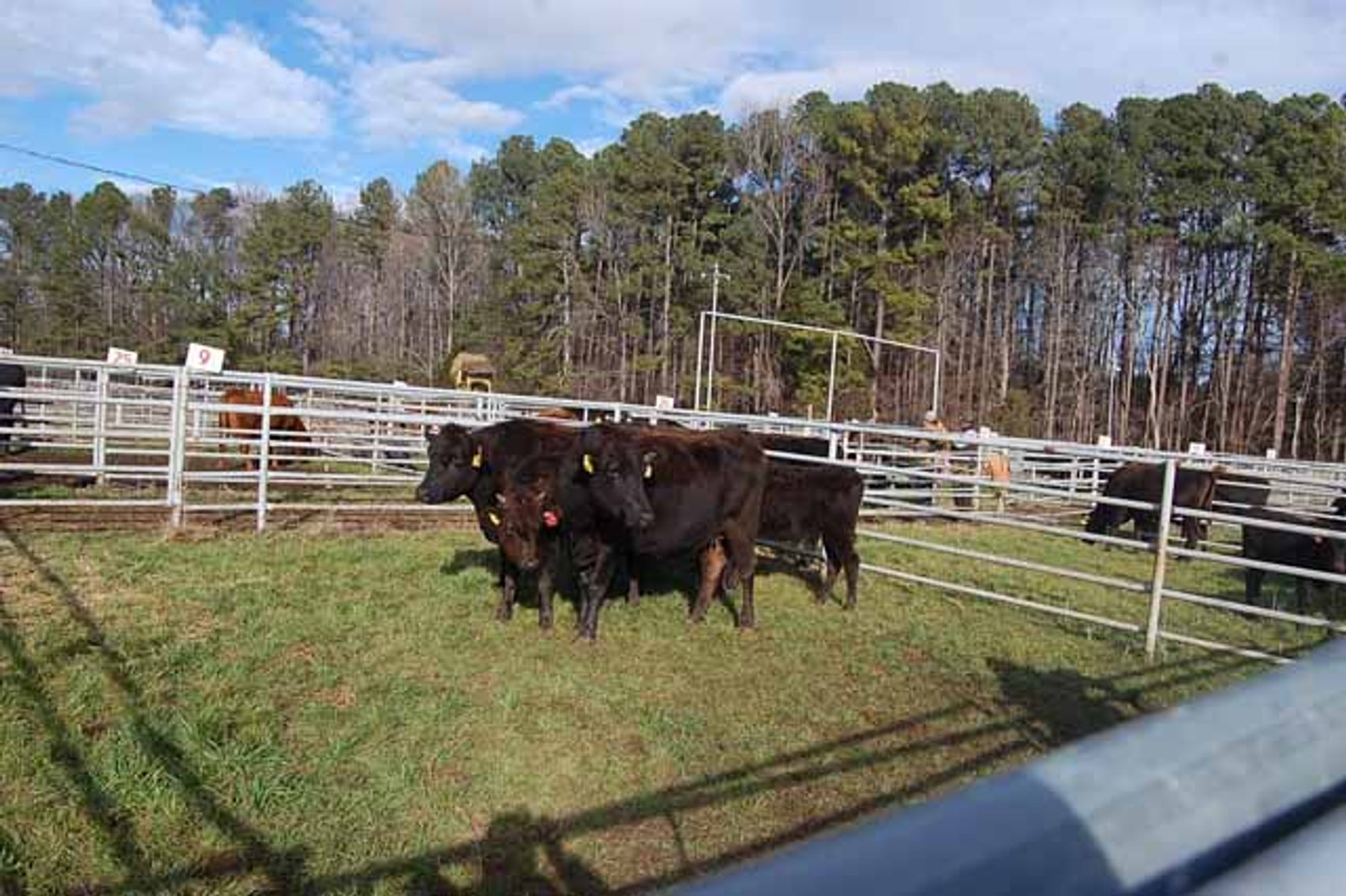 Image for 36th Annual Starting the New Year Cattle Auction