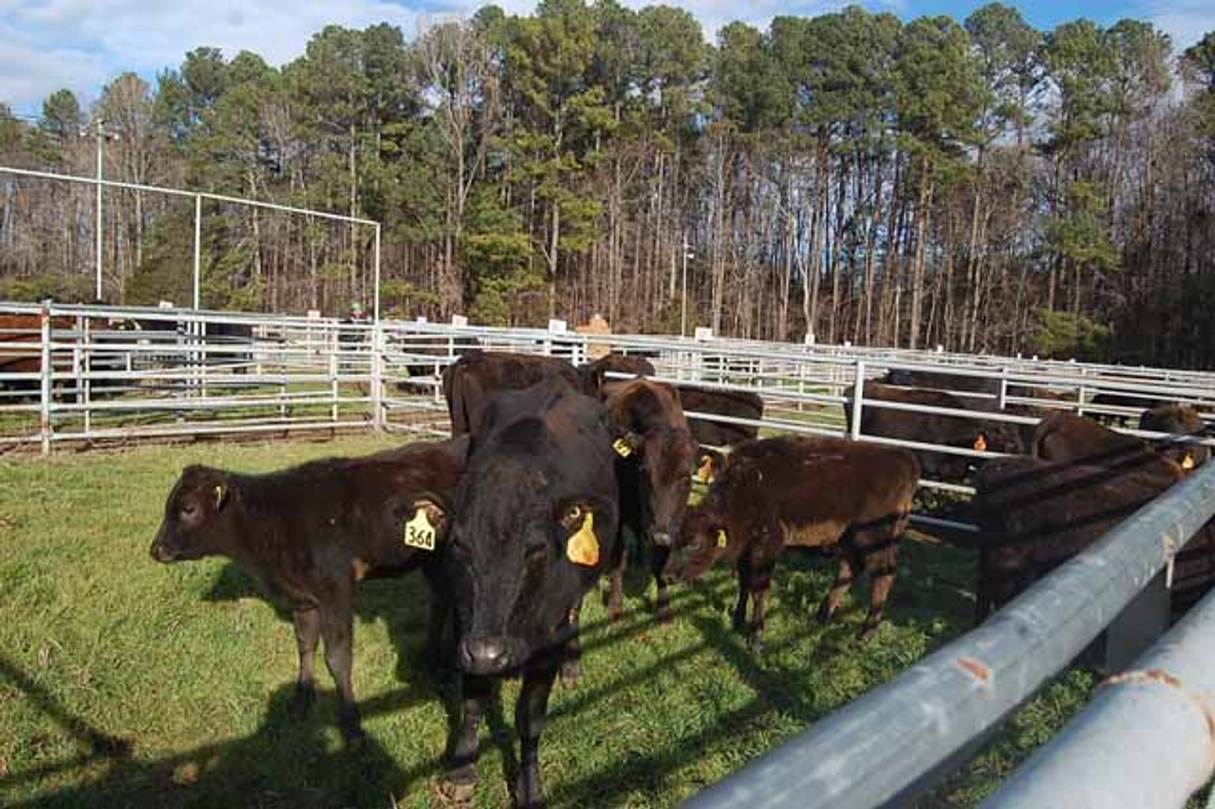 Image for 36th Annual Starting the New Year Cattle Auction