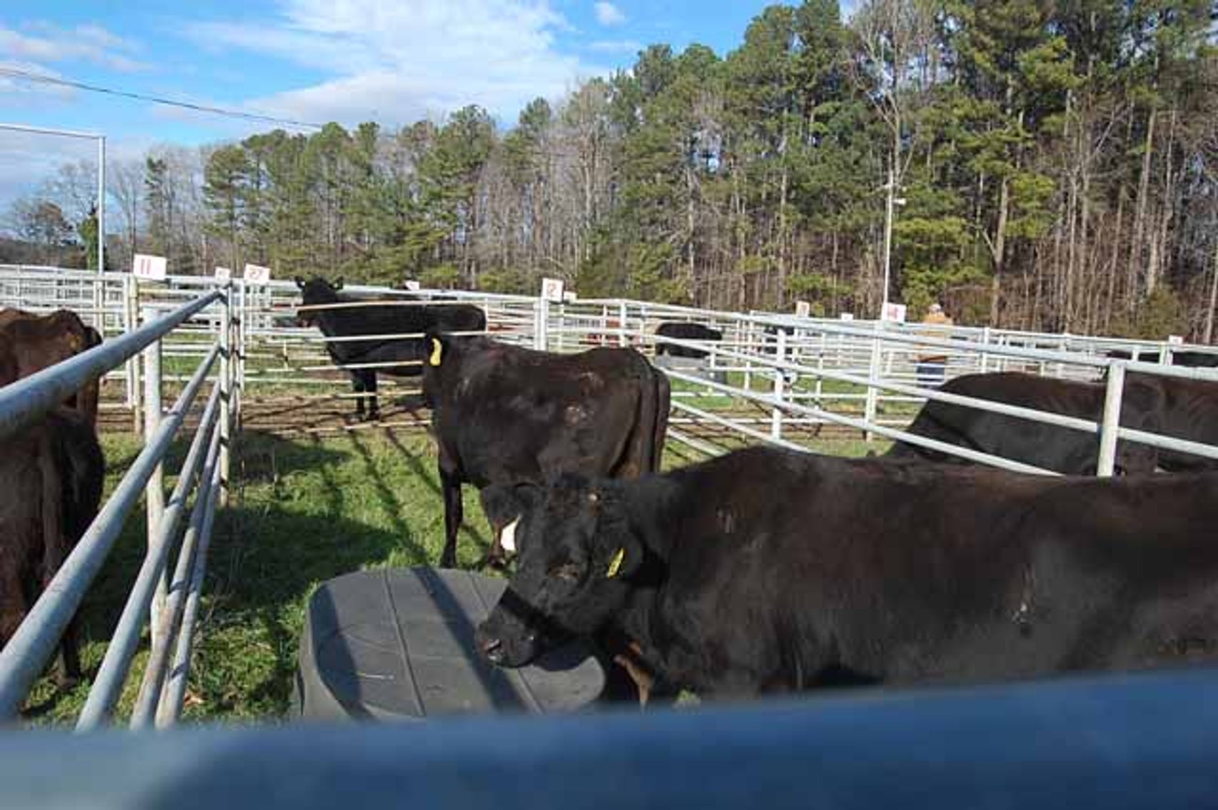 Image for 36th Annual Starting the New Year Cattle Auction