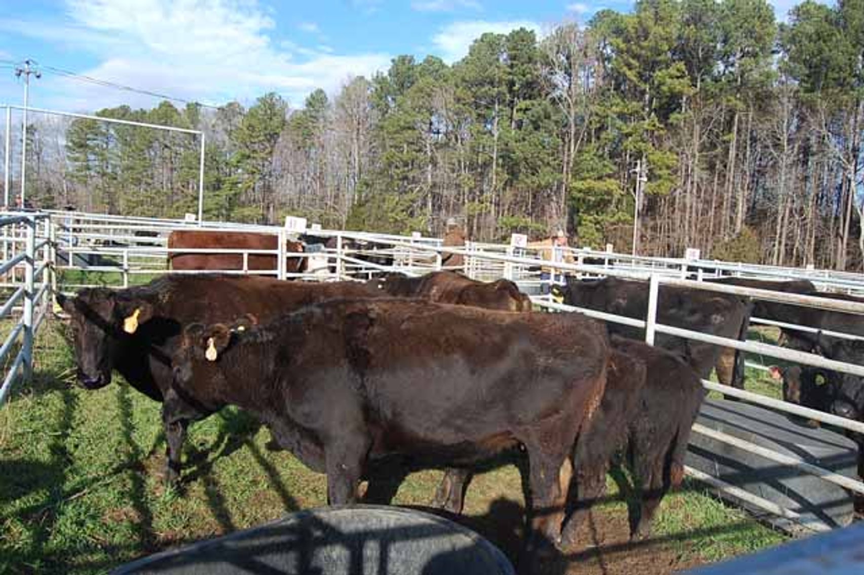 Image for 36th Annual Starting the New Year Cattle Auction
