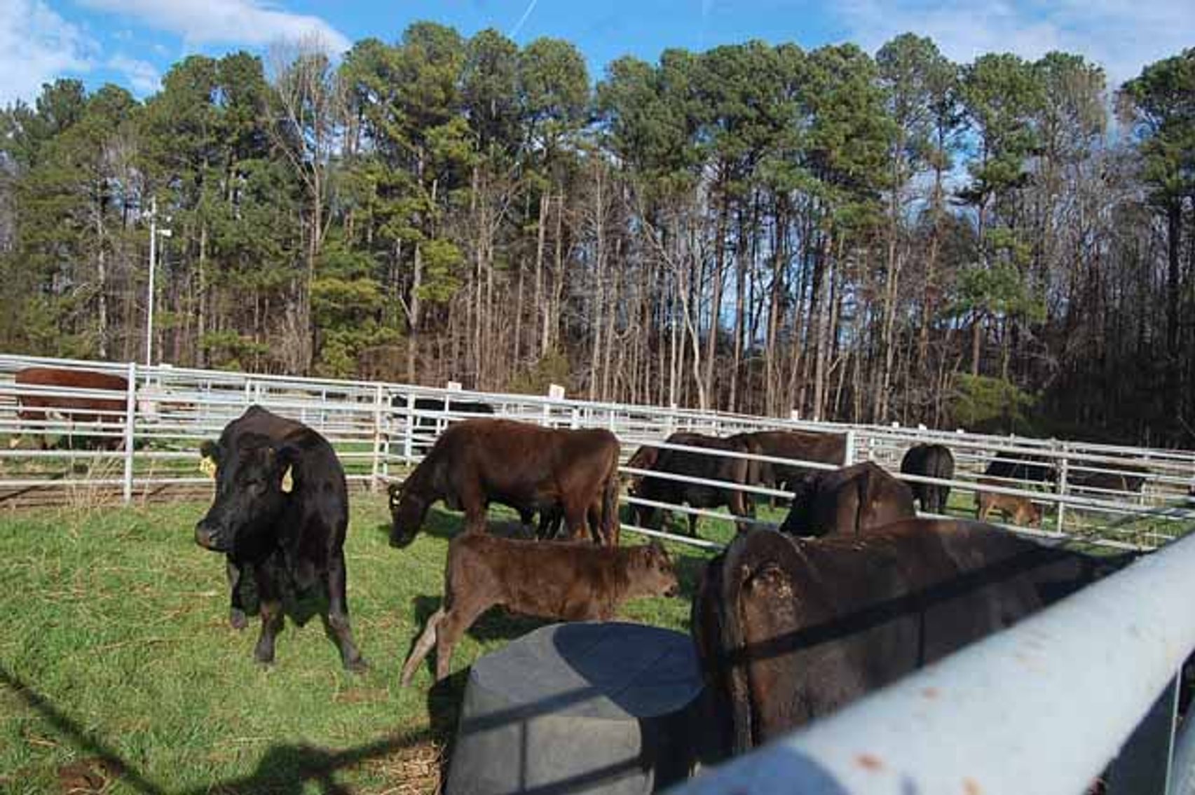 Image for 36th Annual Starting the New Year Cattle Auction