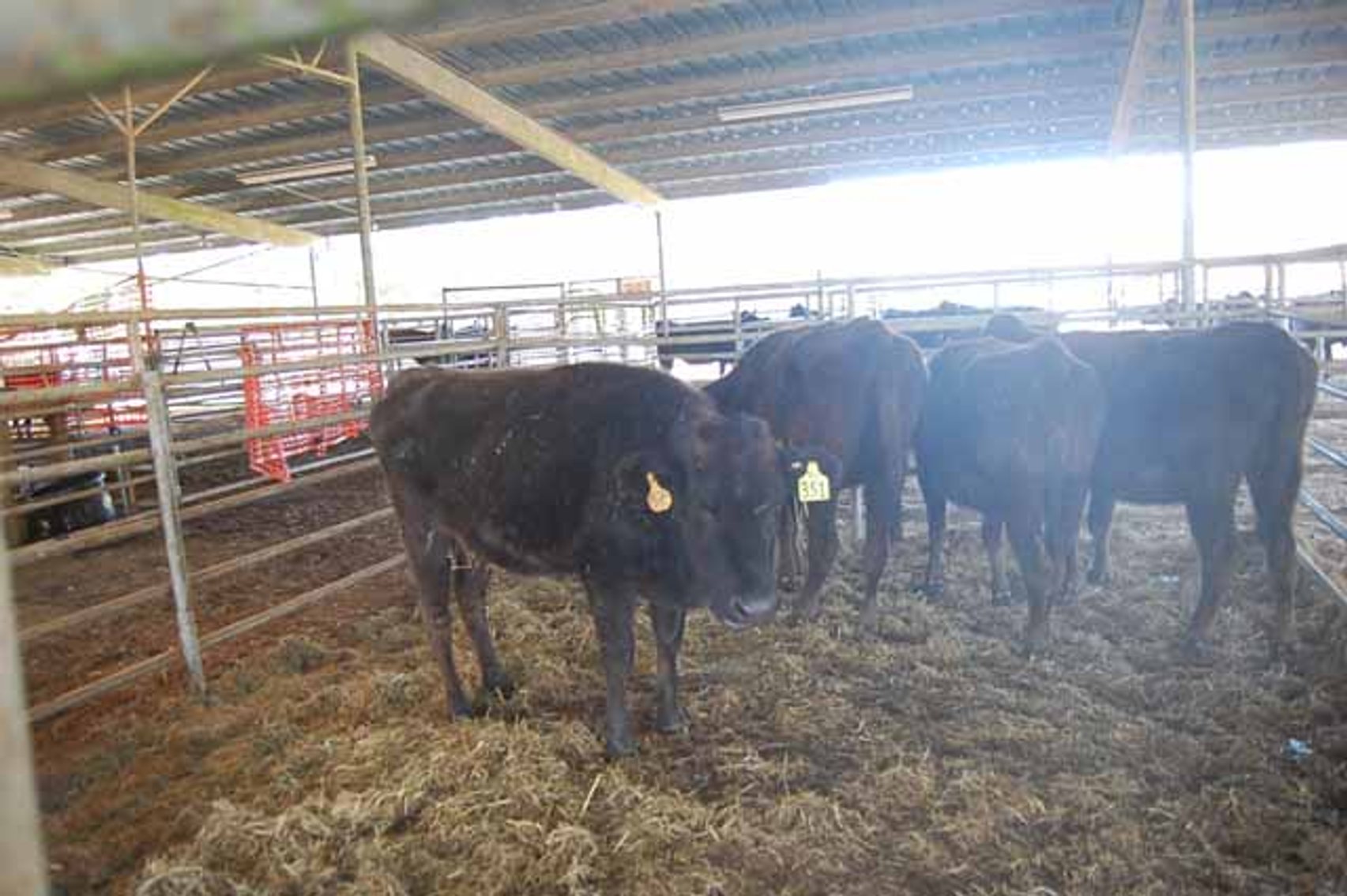Image for 36th Annual Starting the New Year Cattle Auction
