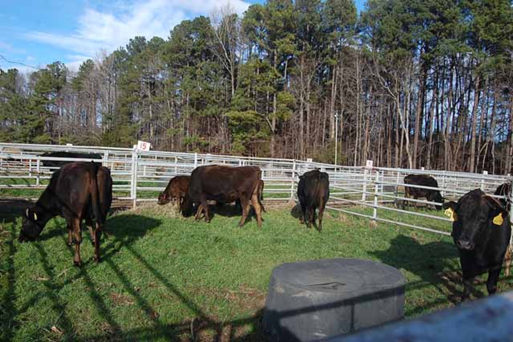 Image for 36th Annual Starting the New Year Cattle Auction