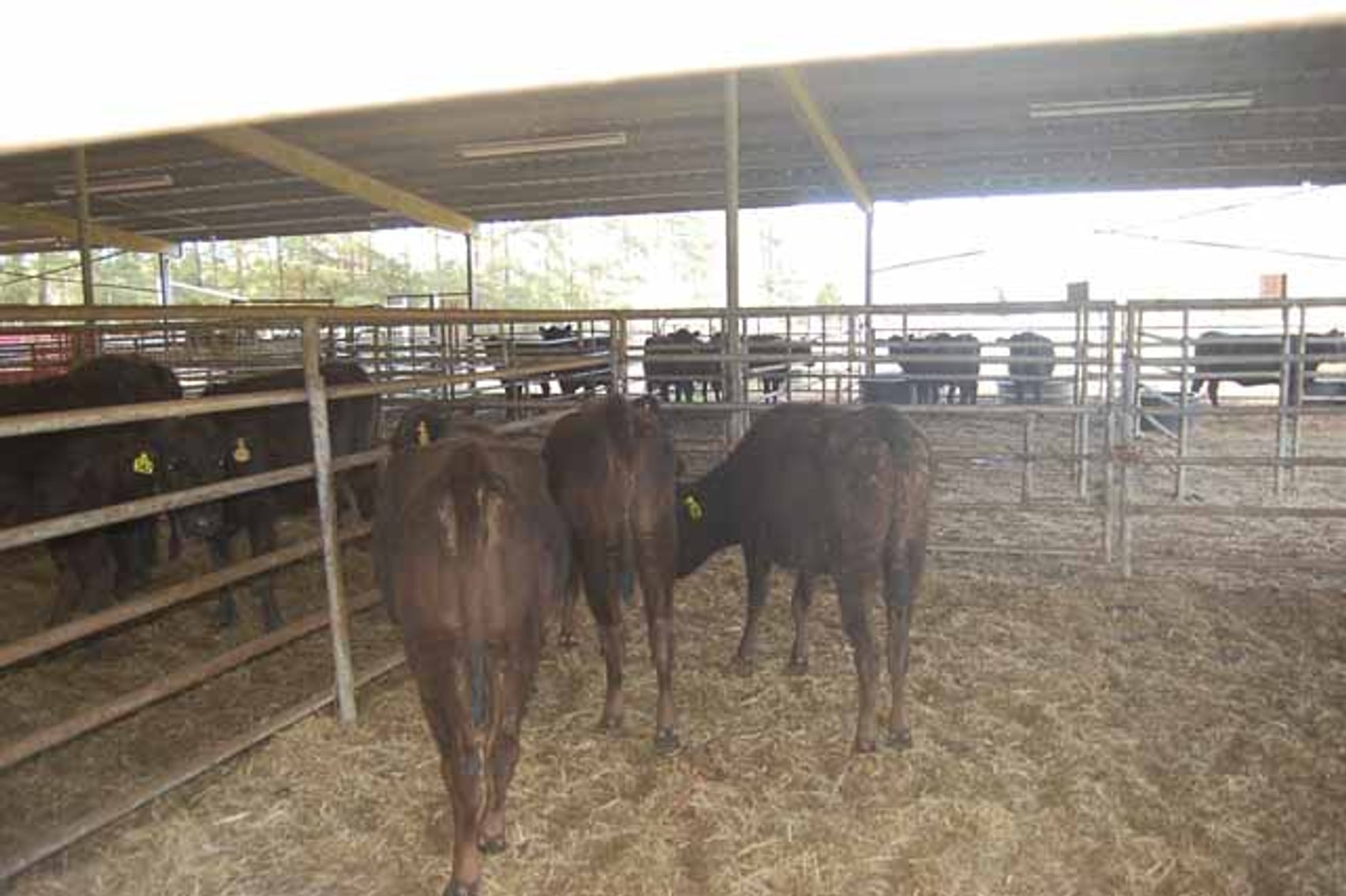 Image for 36th Annual Starting the New Year Cattle Auction