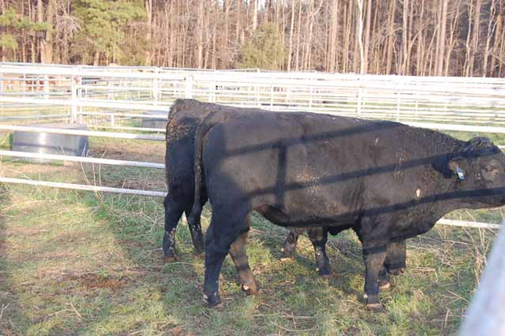 Image for 36th Annual Starting the New Year Cattle Auction