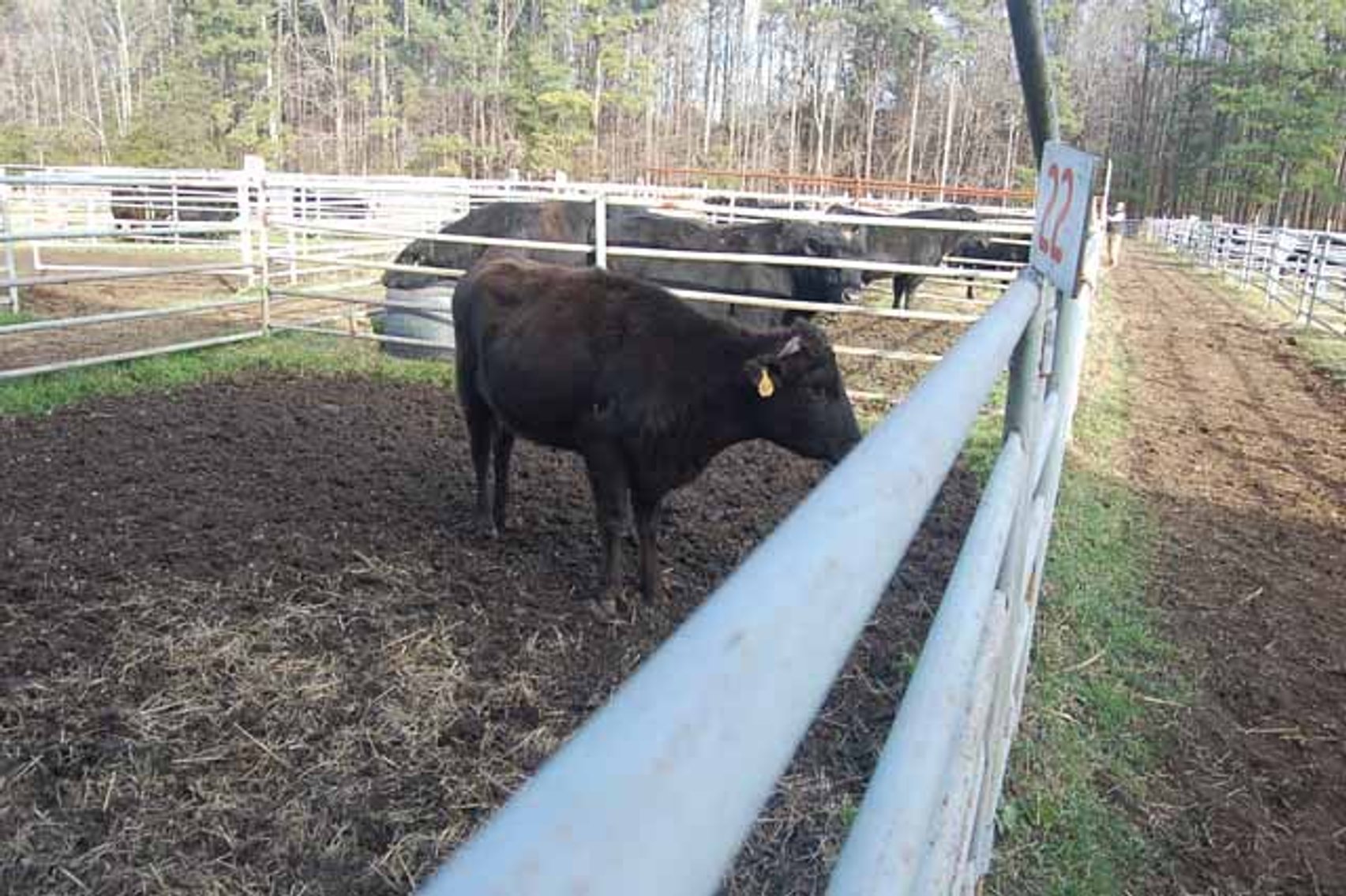 Image for 36th Annual Starting the New Year Cattle Auction