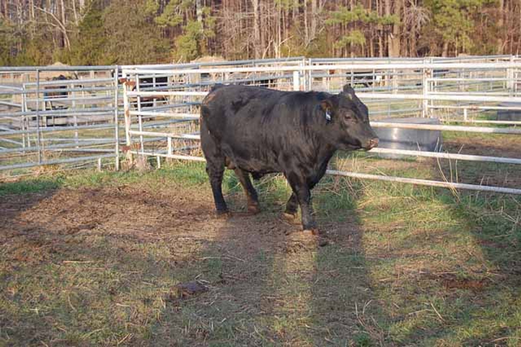 Image for 36th Annual Starting the New Year Cattle Auction