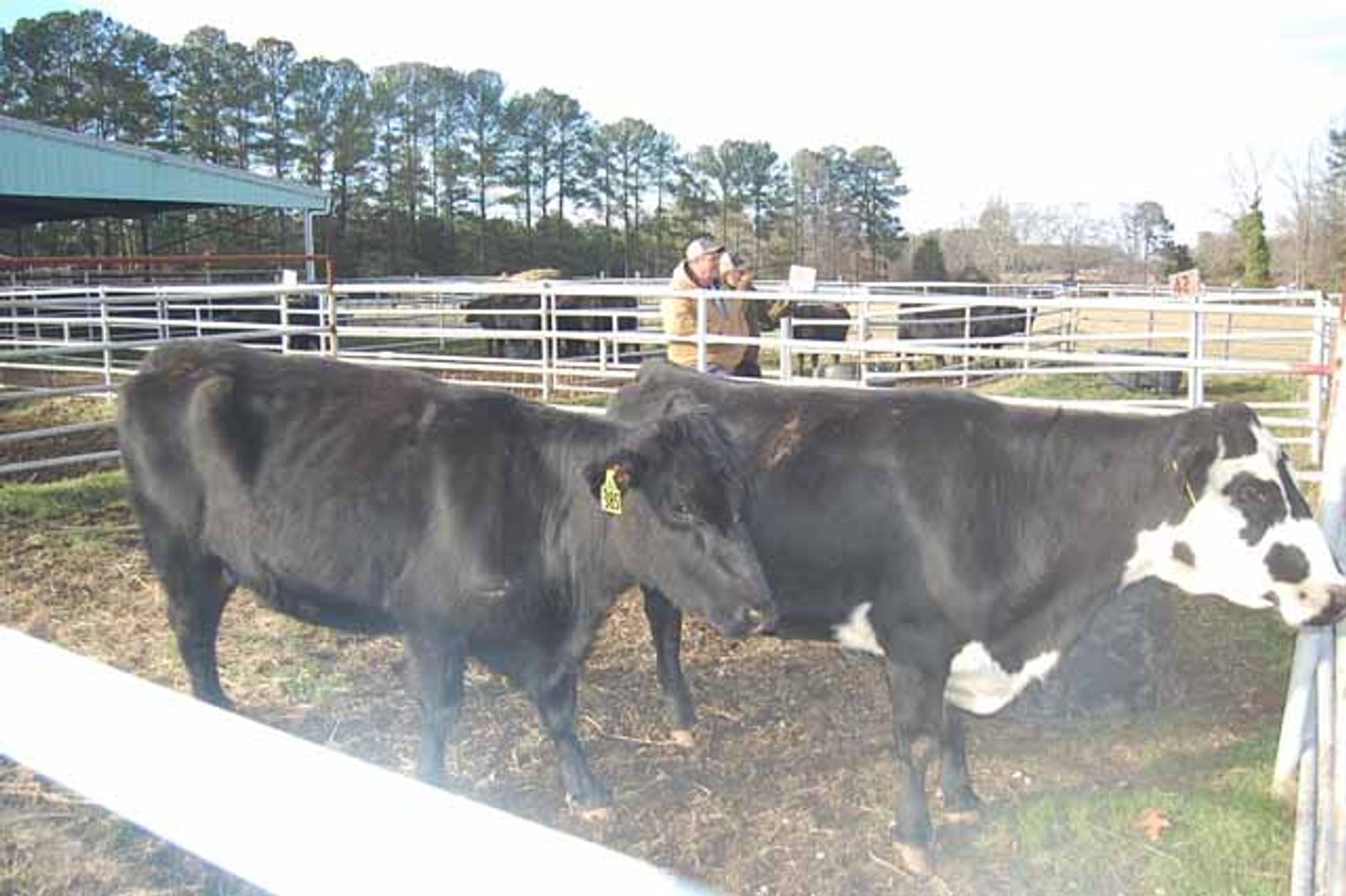 Image for 36th Annual Starting the New Year Cattle Auction