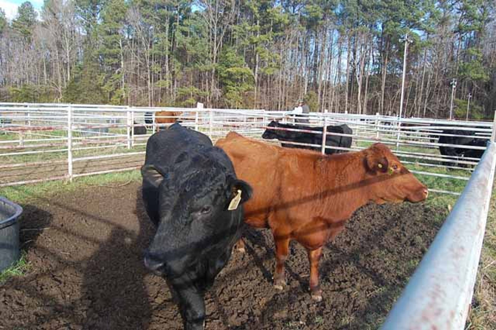 Image for 36th Annual Starting the New Year Cattle Auction