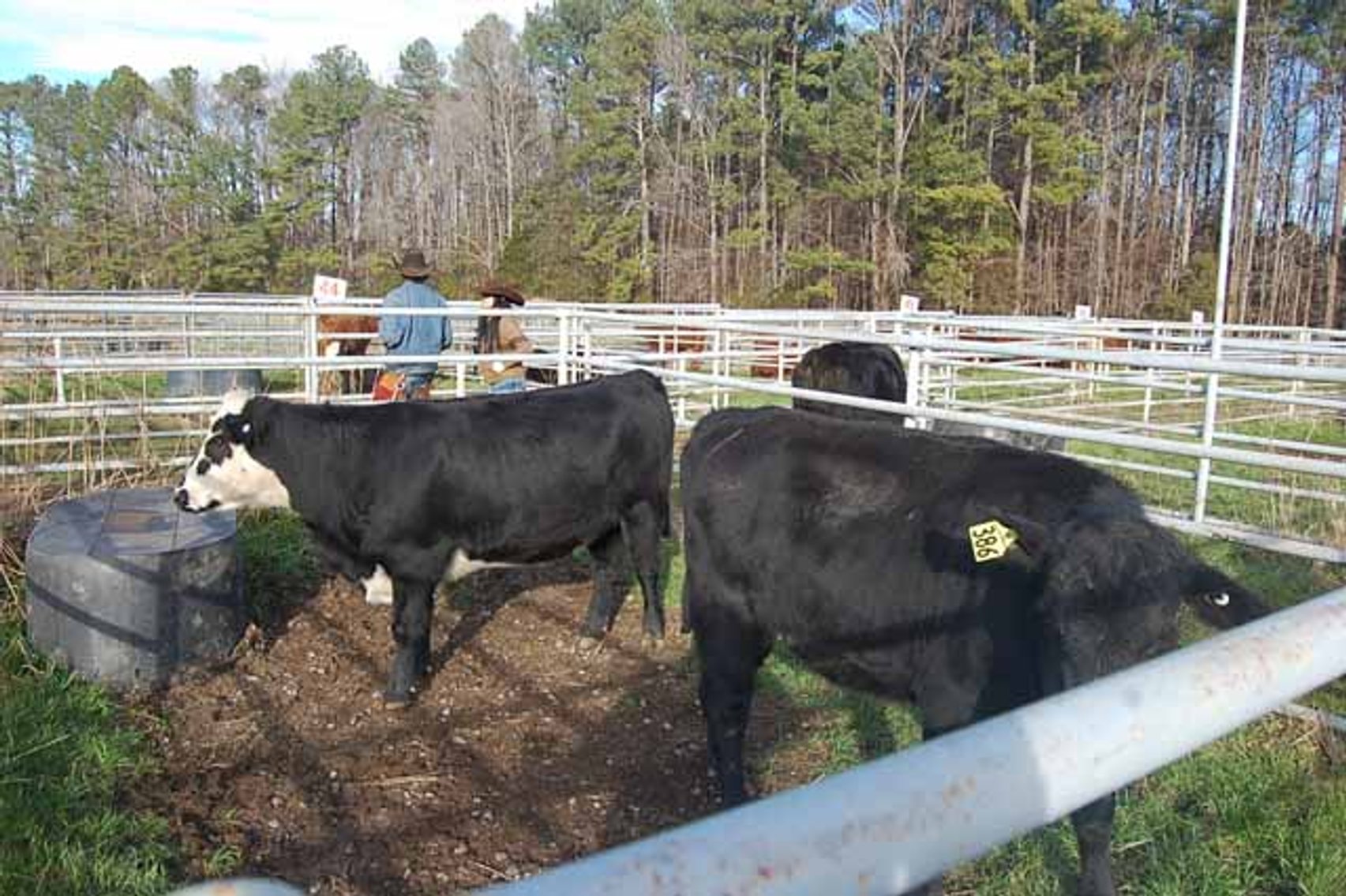 Image for 36th Annual Starting the New Year Cattle Auction