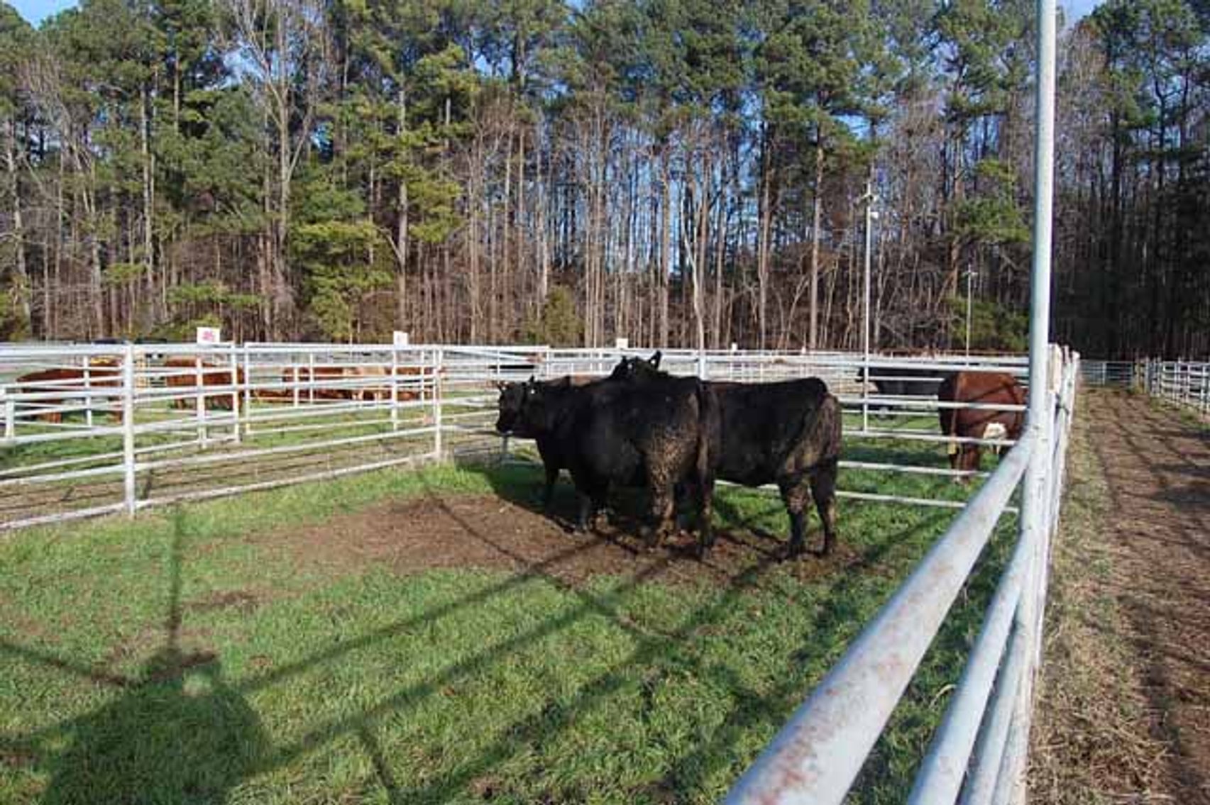 Image for 36th Annual Starting the New Year Cattle Auction