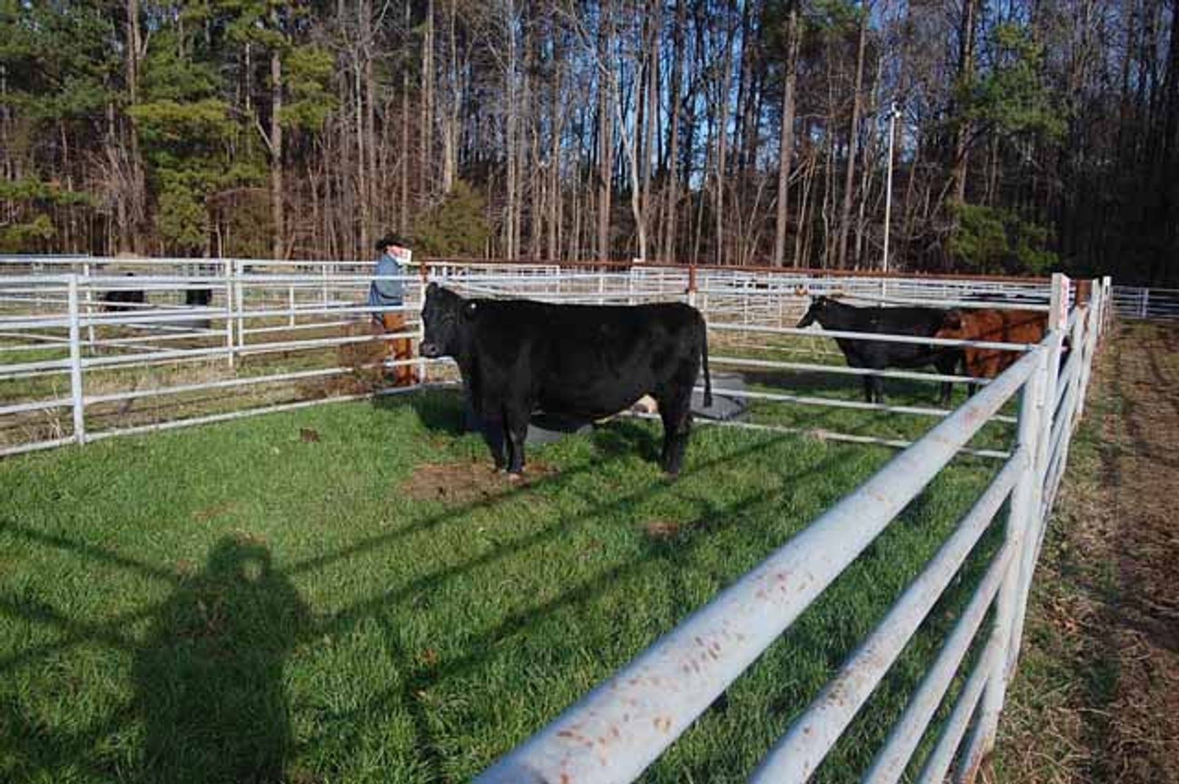 Image for 36th Annual Starting the New Year Cattle Auction