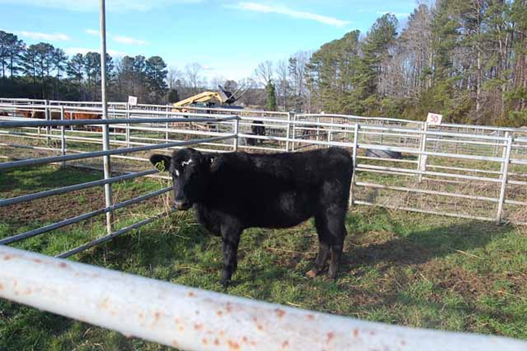 Image for 36th Annual Starting the New Year Cattle Auction