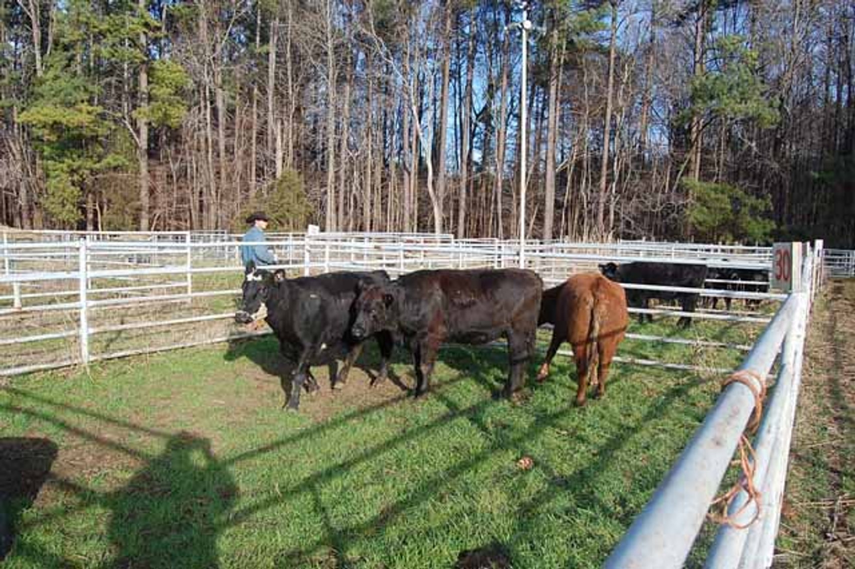 Image for 36th Annual Starting the New Year Cattle Auction