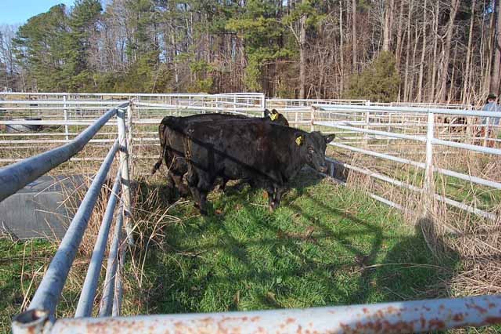 Image for 36th Annual Starting the New Year Cattle Auction