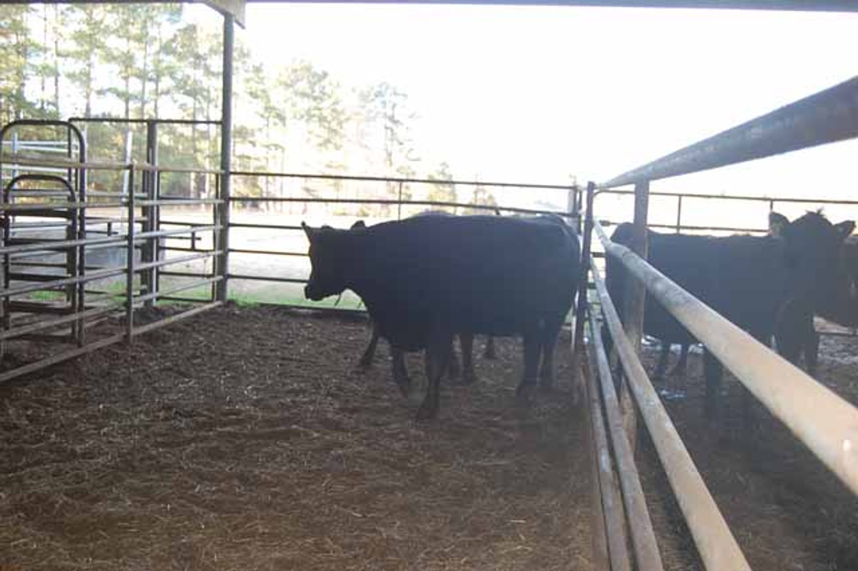 Image for 36th Annual Starting the New Year Cattle Auction