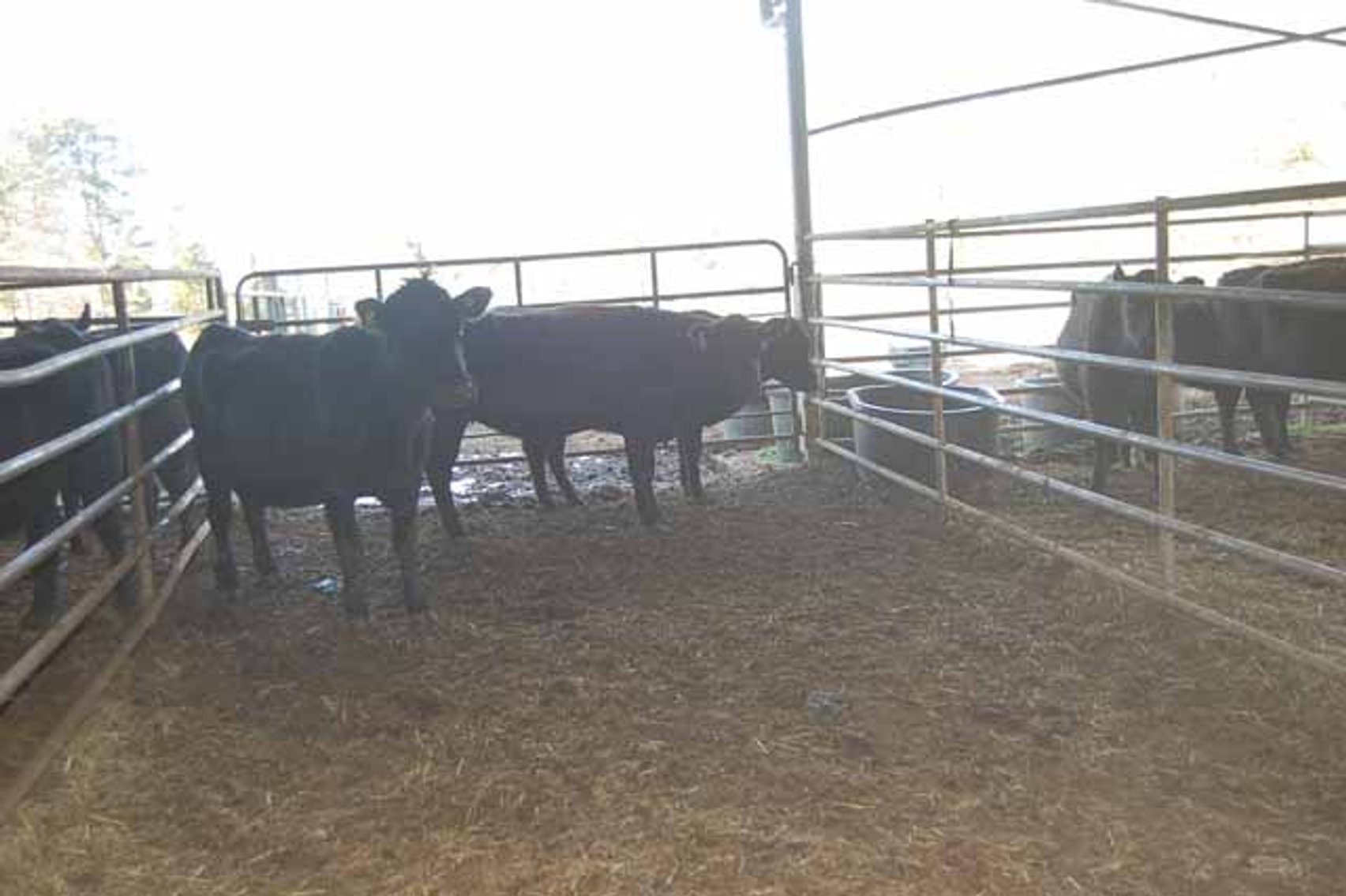 Image for 36th Annual Starting the New Year Cattle Auction
