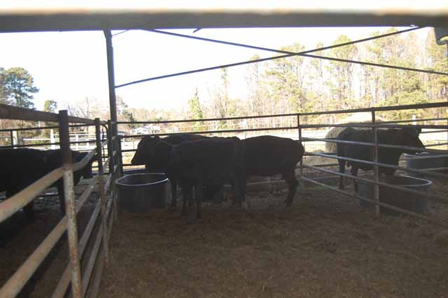 Image for 36th Annual Starting the New Year Cattle Auction