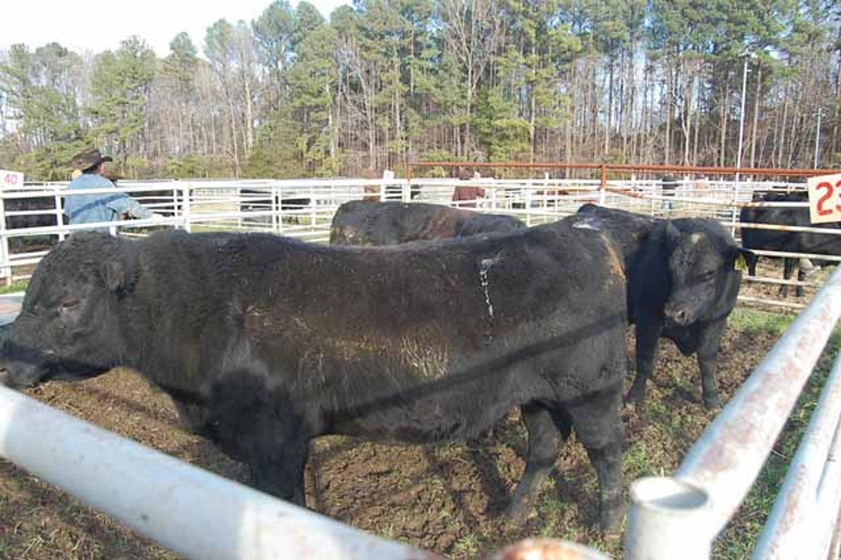 Image for 36th Annual Starting the New Year Cattle Auction