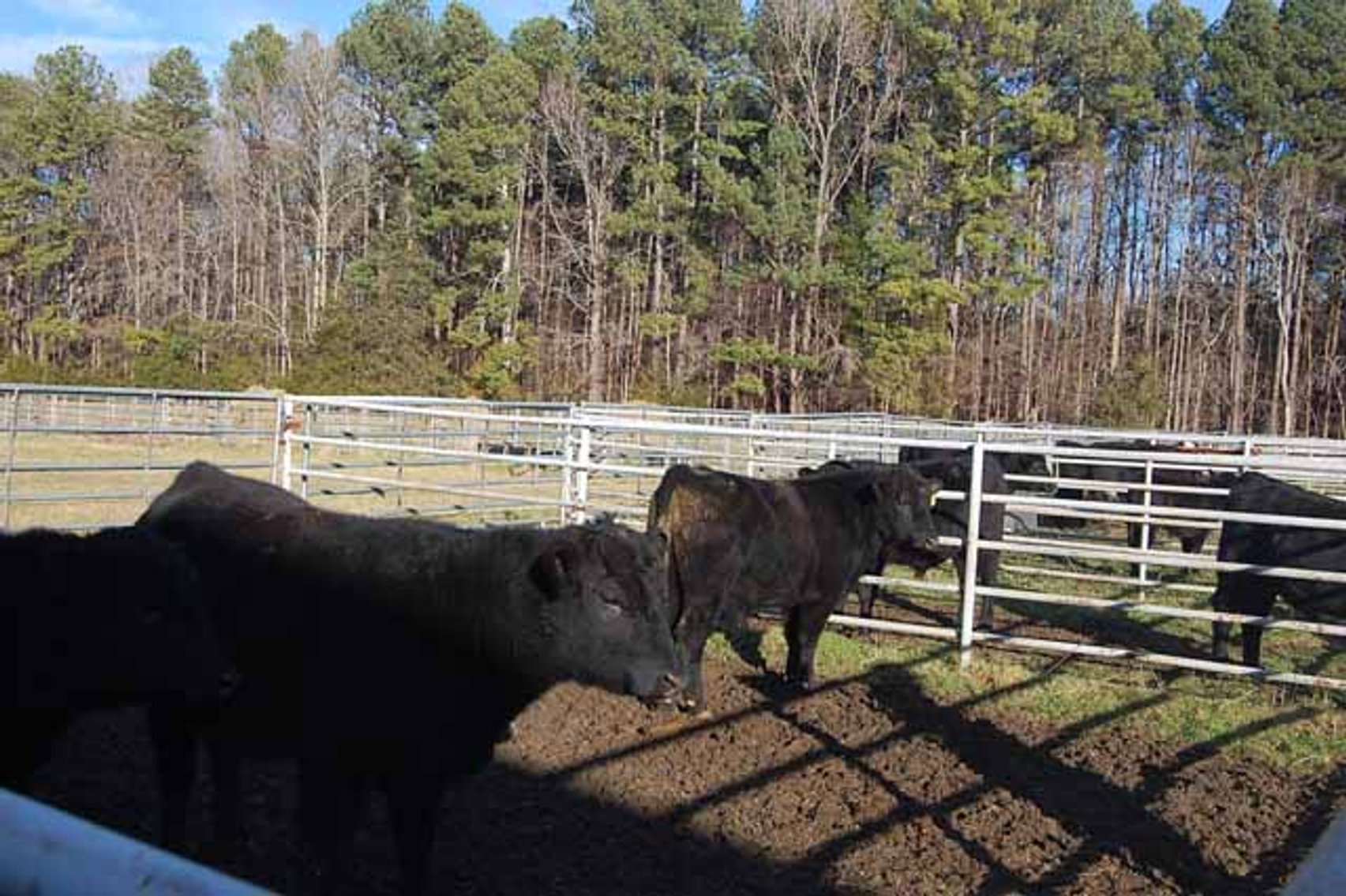 Image for 36th Annual Starting the New Year Cattle Auction
