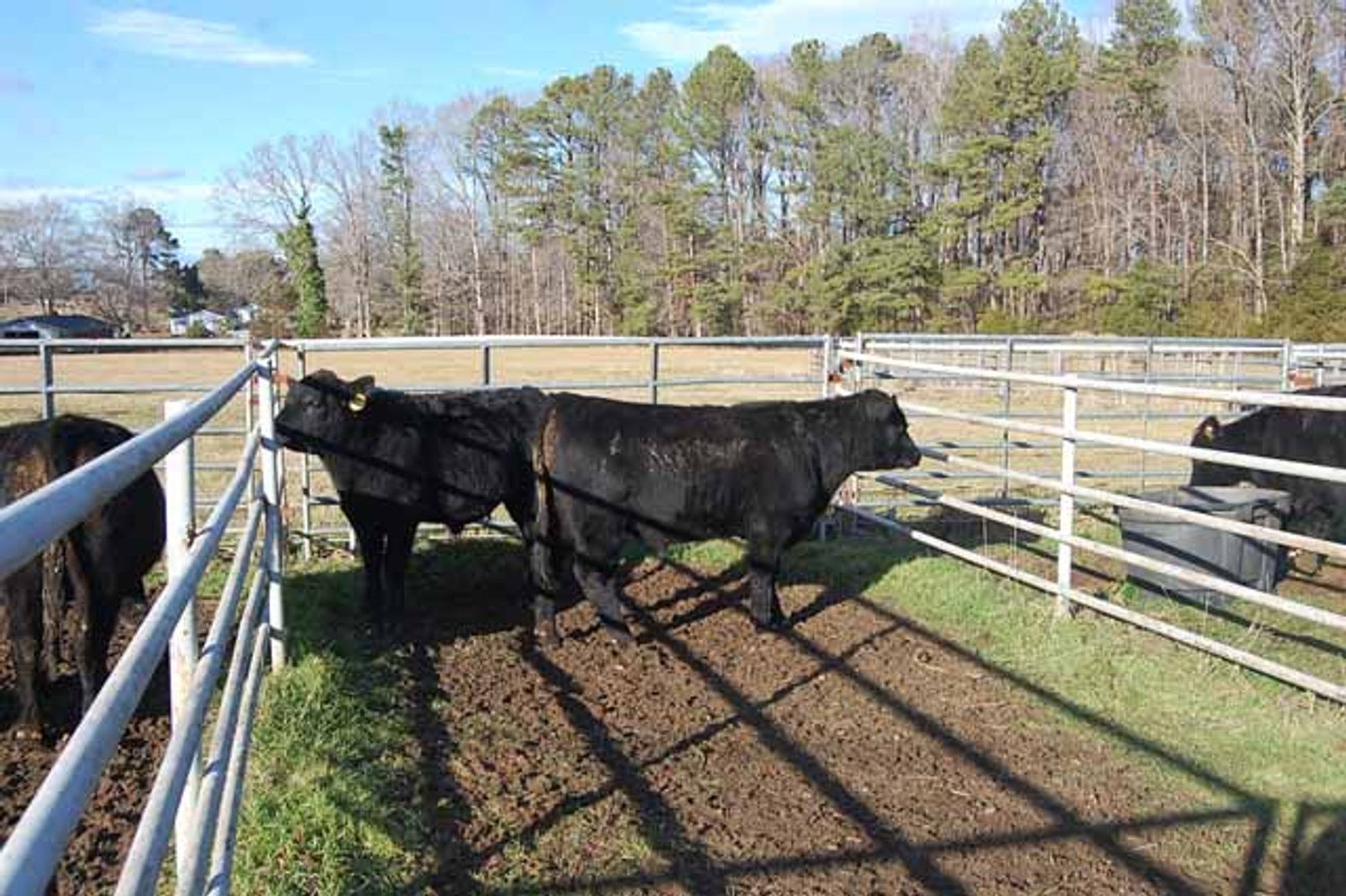Image for 36th Annual Starting the New Year Cattle Auction