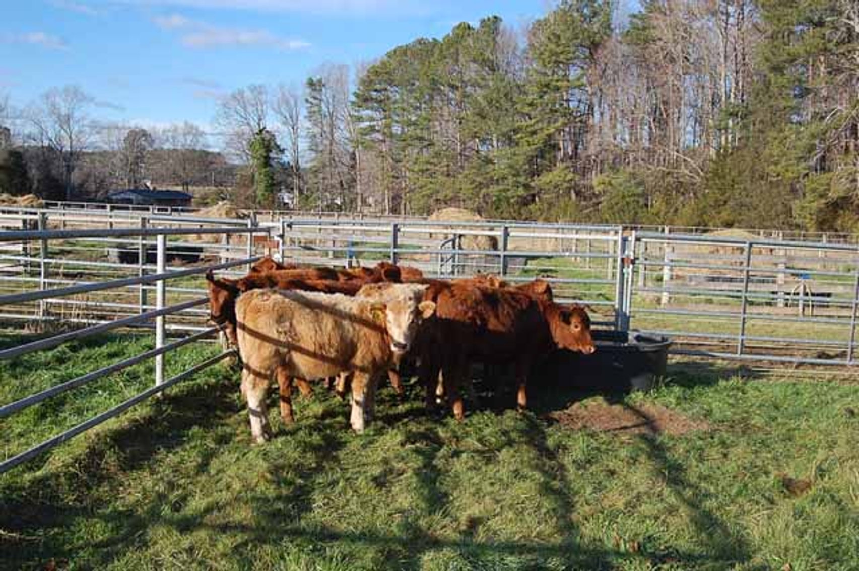 Image for 36th Annual Starting the New Year Cattle Auction