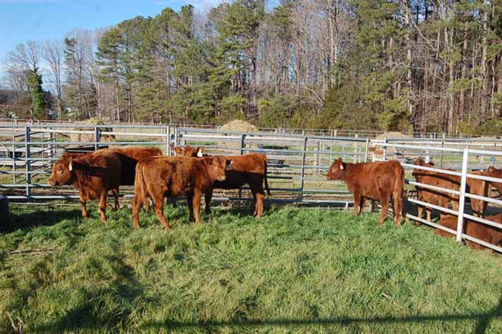 Image for 36th Annual Starting the New Year Cattle Auction