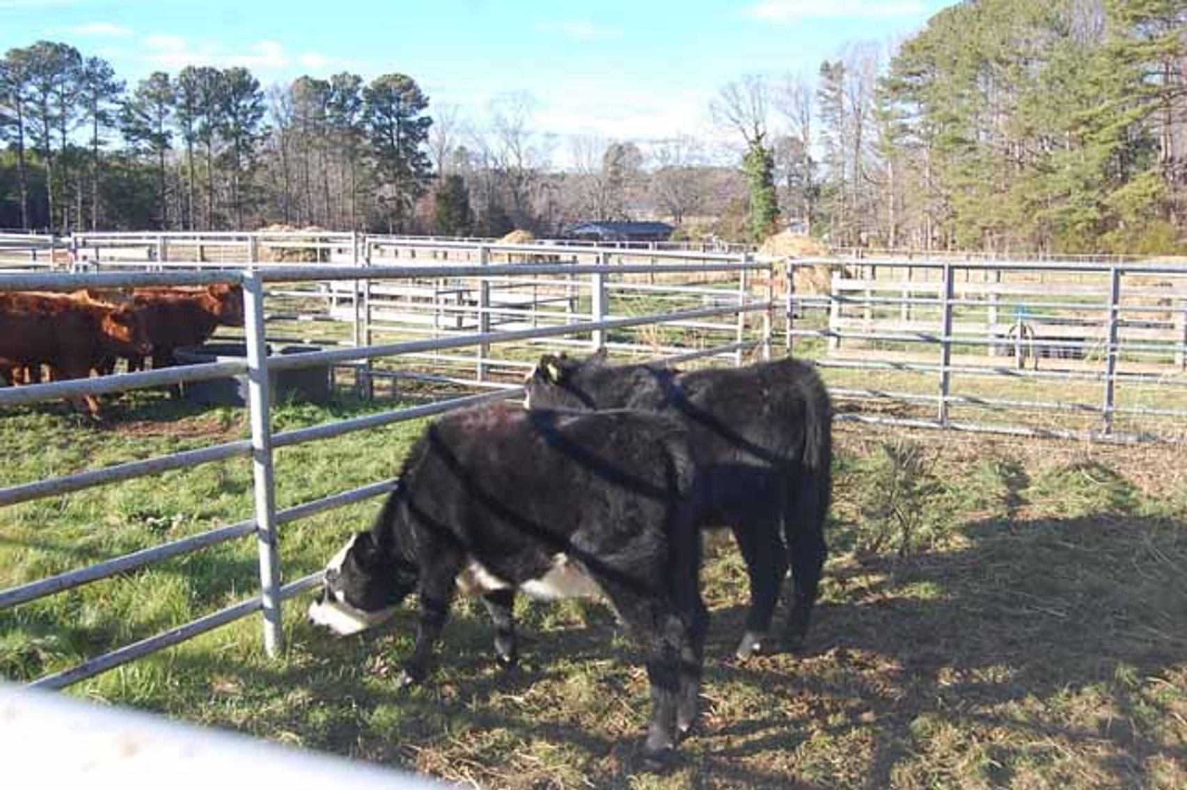 Image for 36th Annual Starting the New Year Cattle Auction