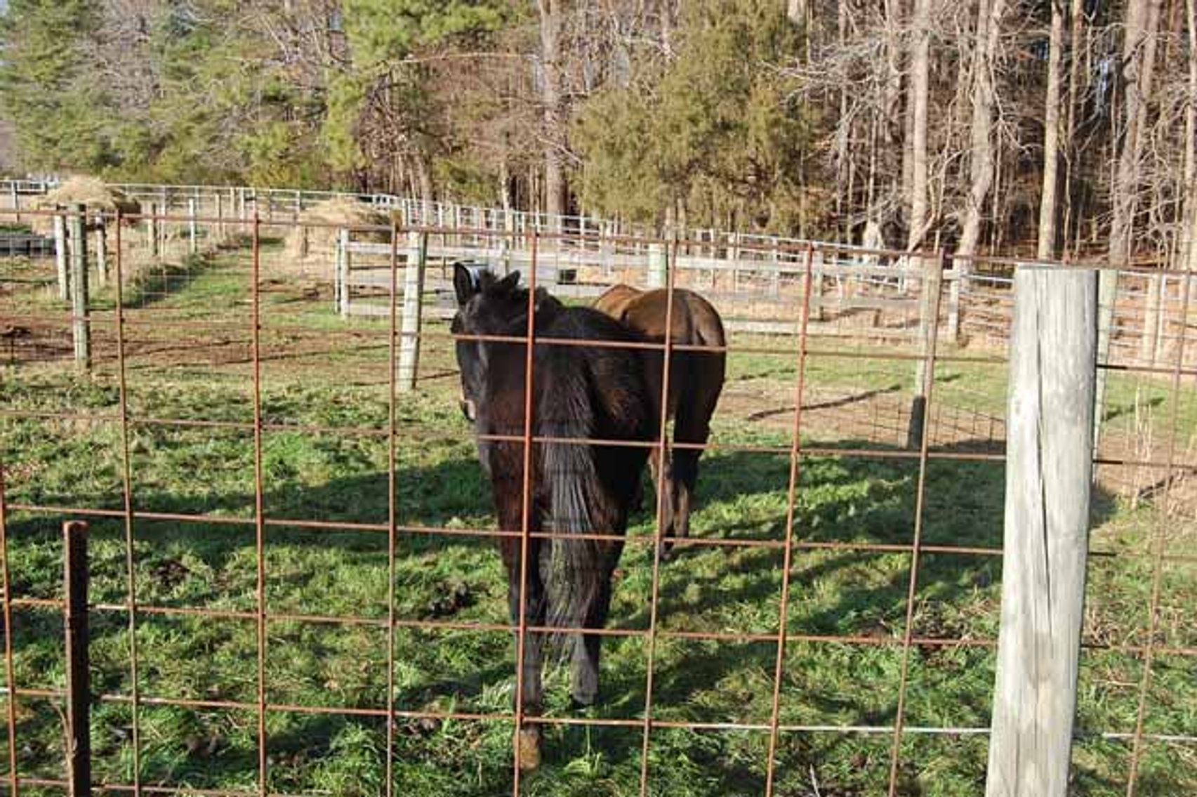 Image for 36th Annual Starting the New Year Cattle Auction