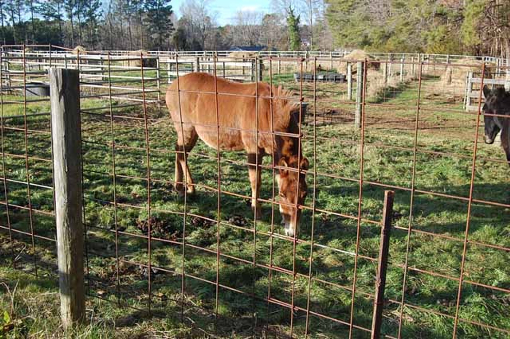Image for 36th Annual Starting the New Year Cattle Auction
