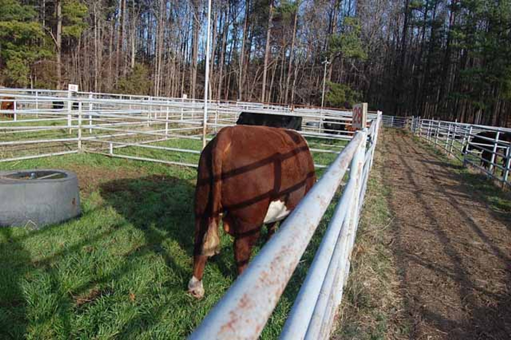 Image for 36th Annual Starting the New Year Cattle Auction