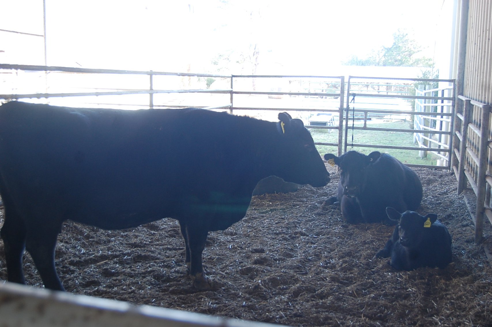 Image for Smith Creek Angus - Complete Dispersal