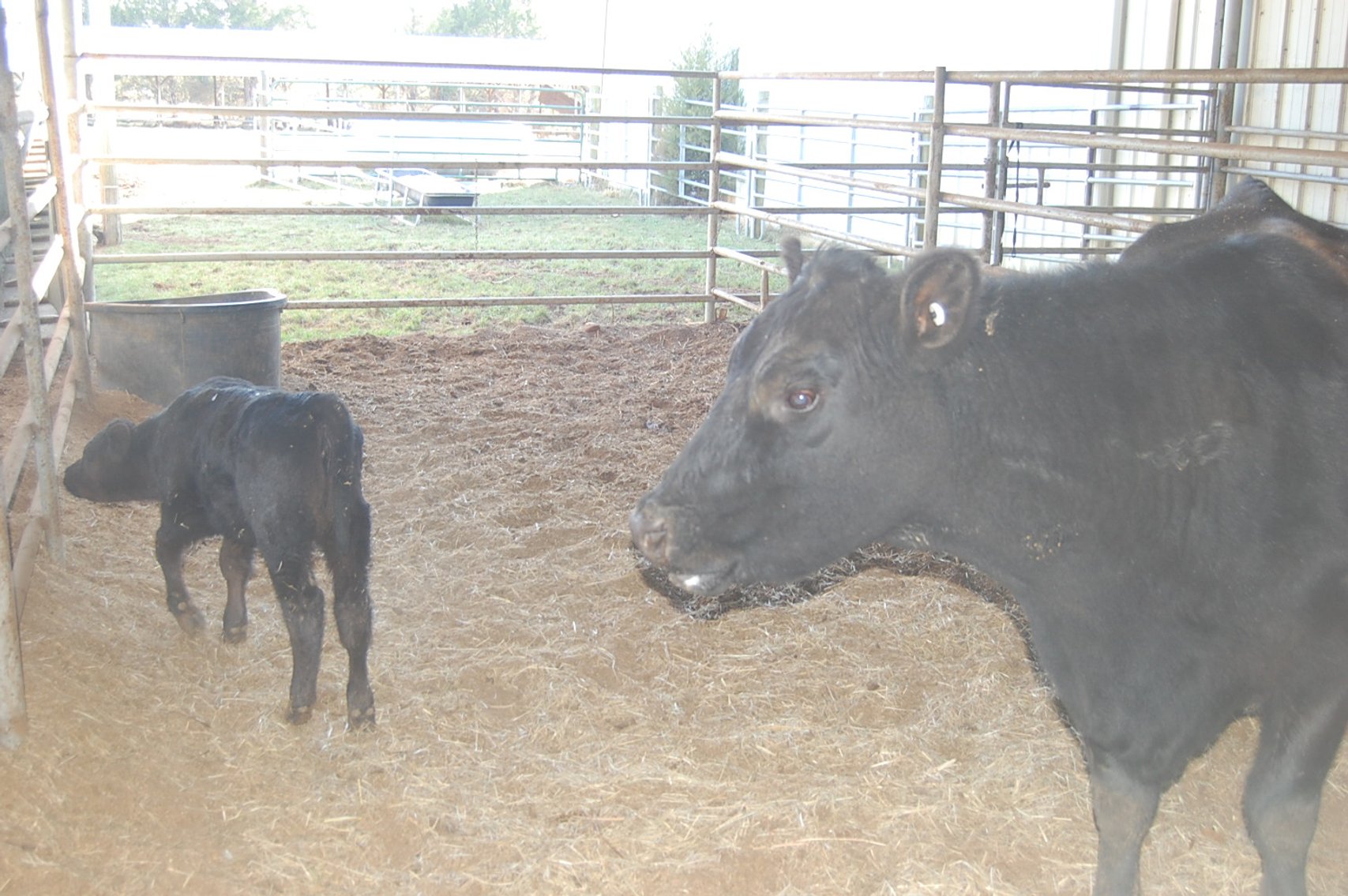 Image for Smith Creek Angus - Complete Dispersal