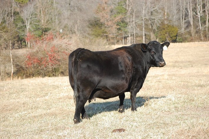 Smith Creek Angus - Complete Dispersal