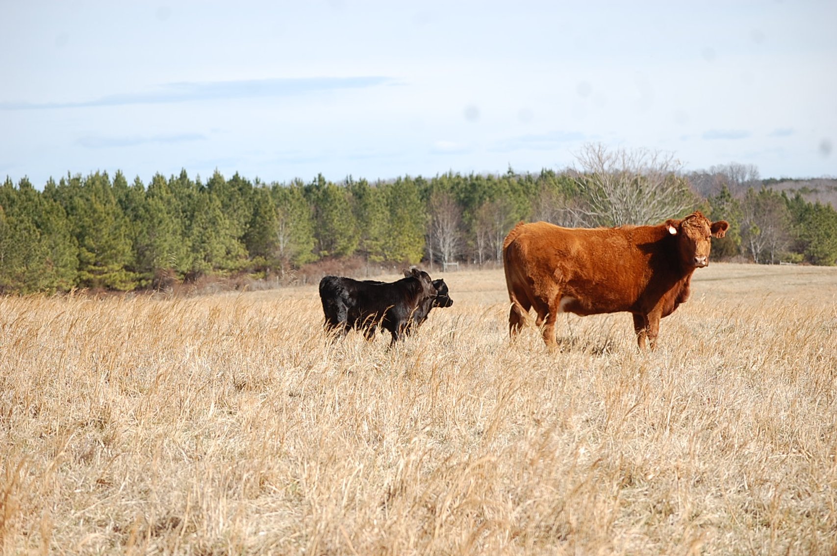Image for Spring Cattle Dispersal