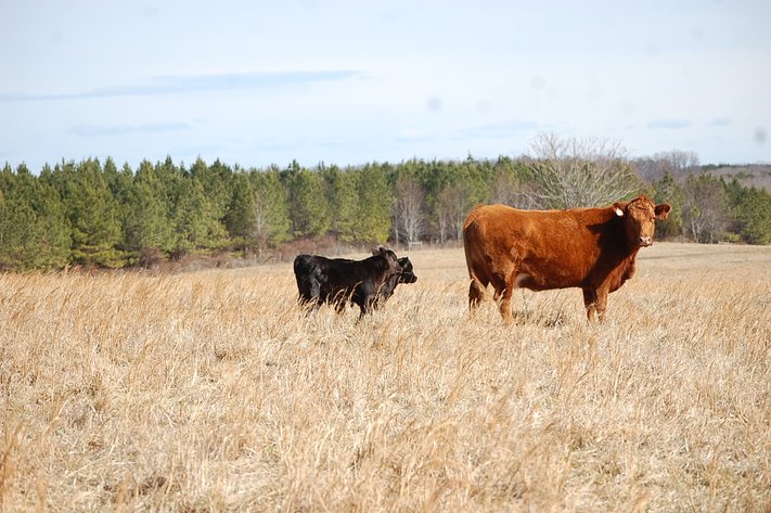 Spring Cattle Dispersal