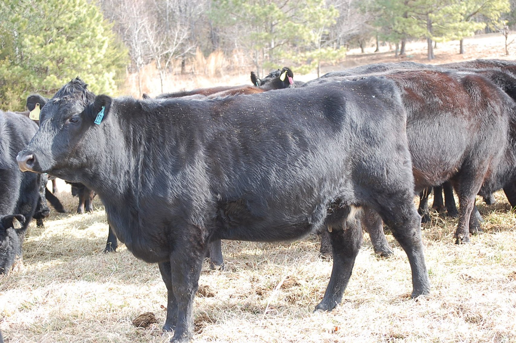 Image for Spring Cattle Dispersal