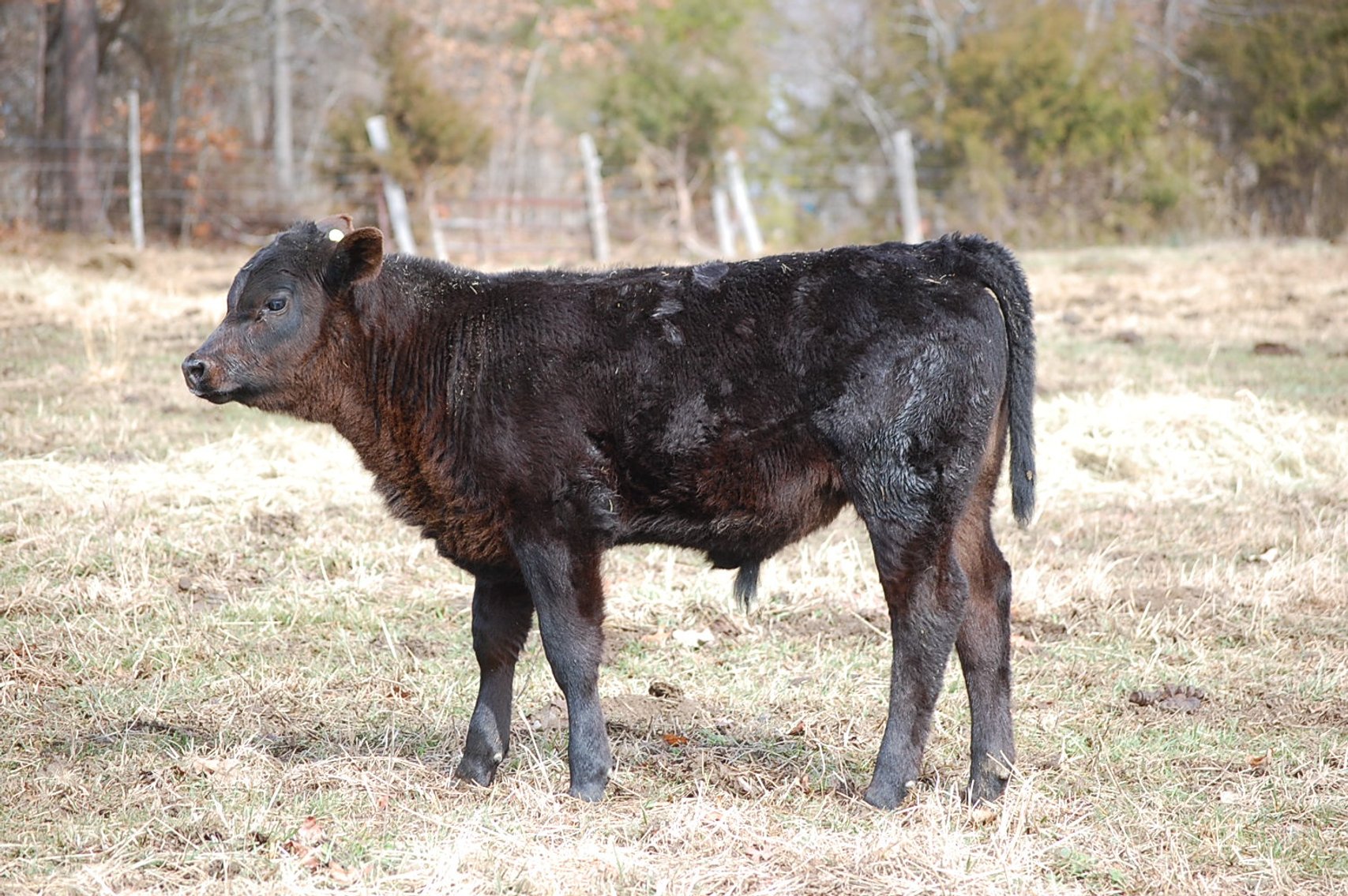 Image for Spring Cattle Dispersal