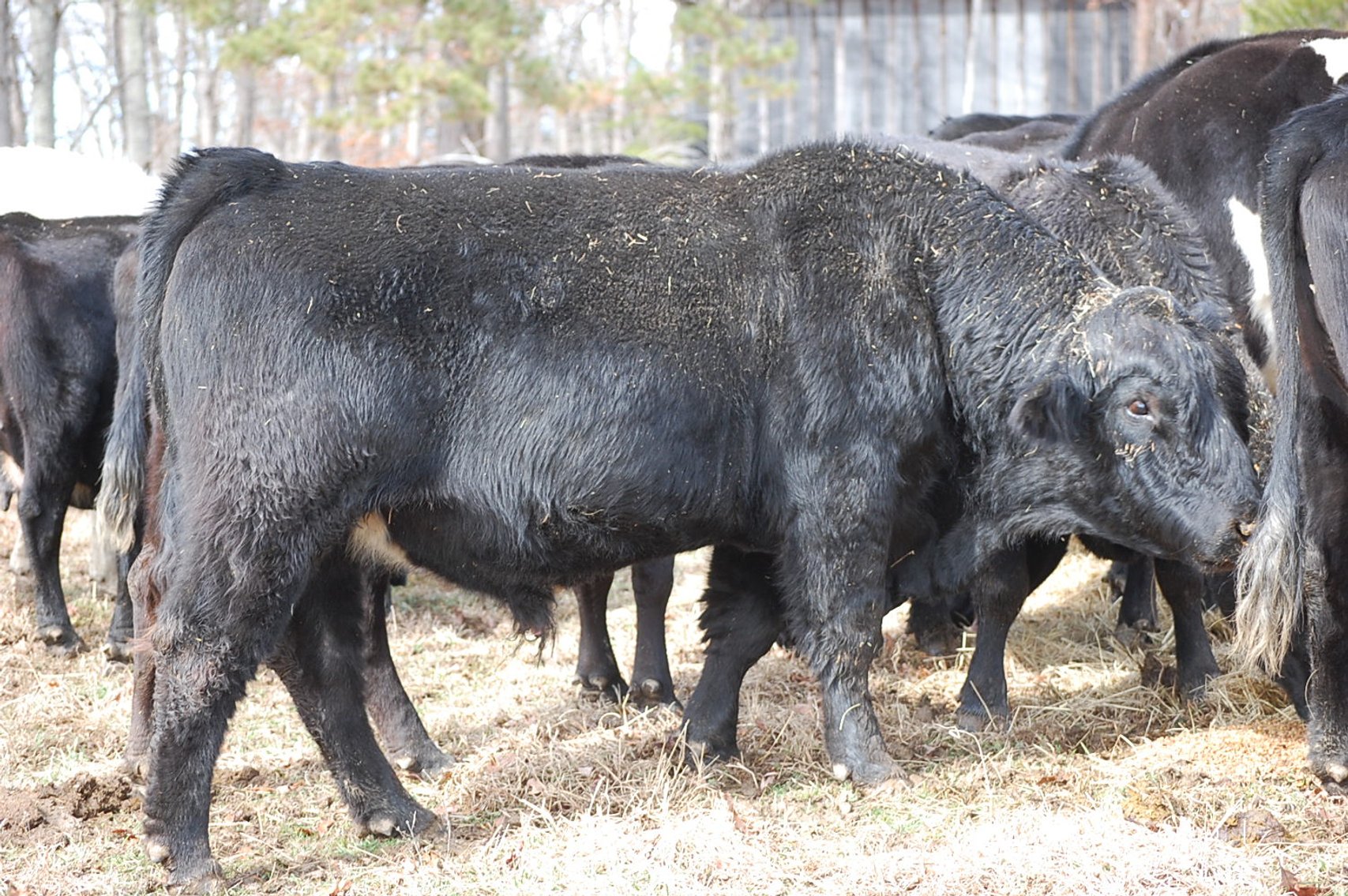 Image for Spring Cattle Dispersal