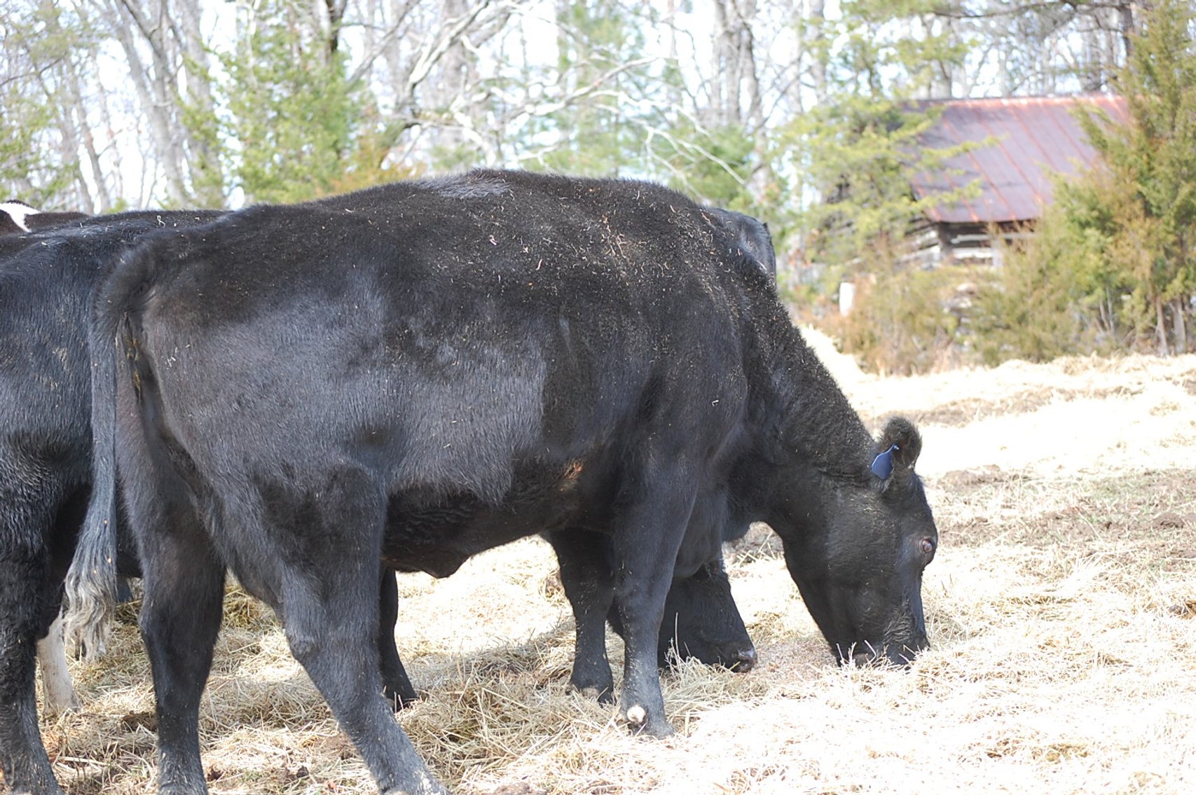 Image for Spring Cattle Dispersal