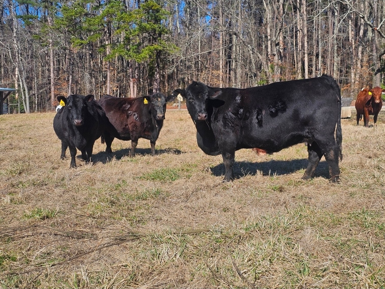 Image for Spring Cattle Dispersal