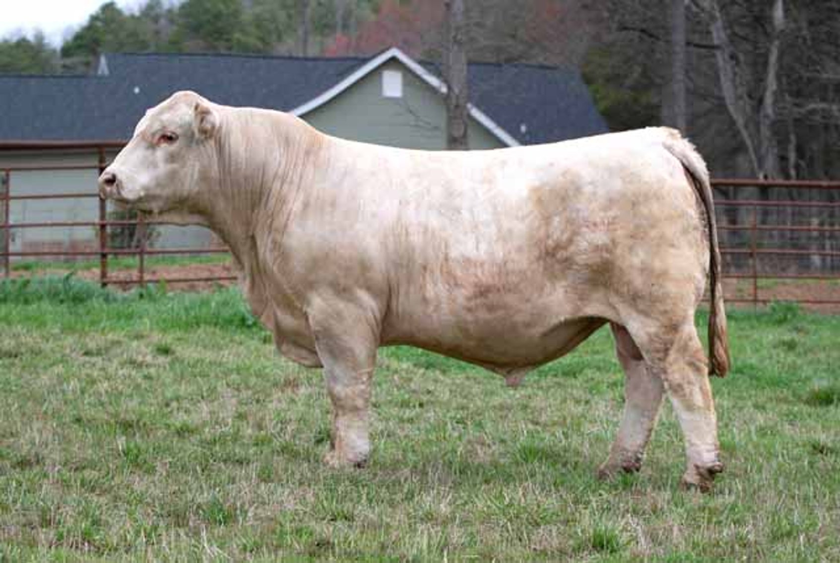 Image for Green Hills Cattle Co. & Hope Cattle Service