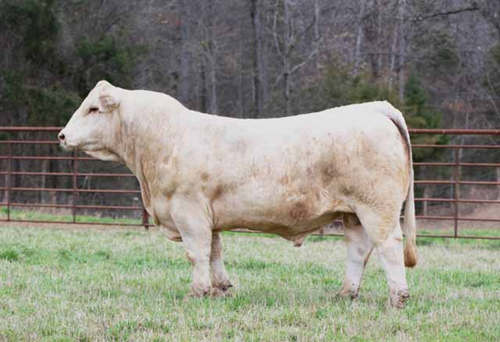 Image for Green Hills Cattle Co. & Hope Cattle Service