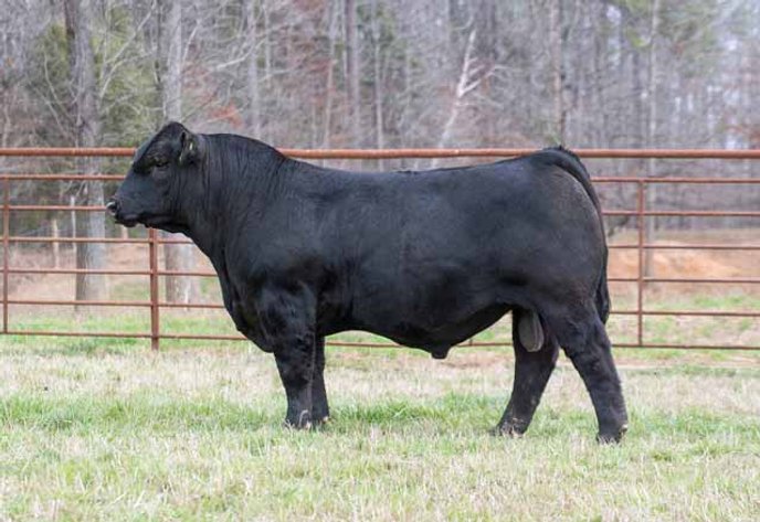 Green Hills Cattle Co. & Hope Cattle Service