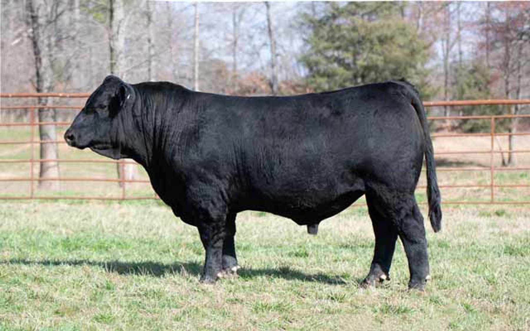 Image for Green Hills Cattle Co. & Hope Cattle Service