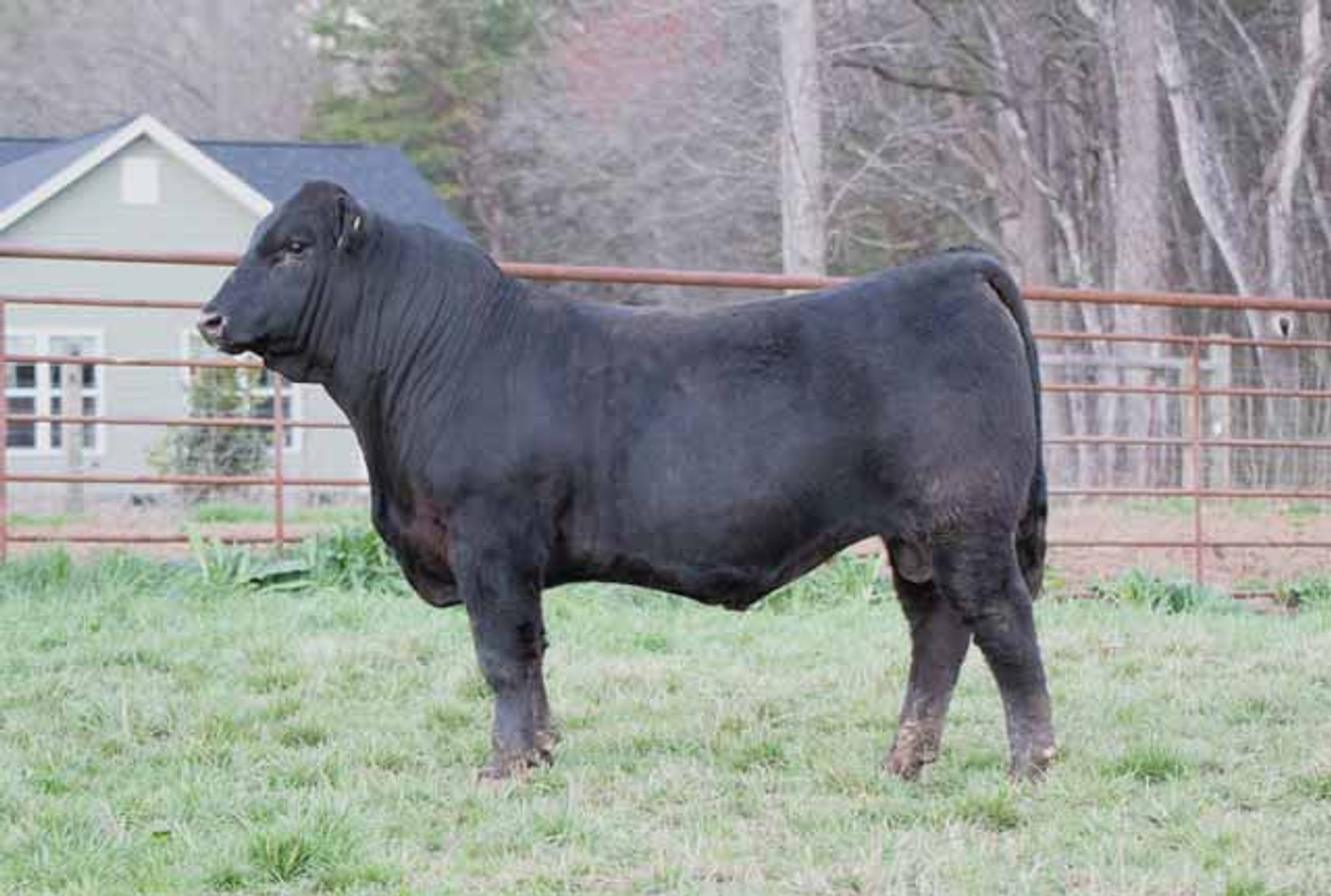 Image for Green Hills Cattle Co. & Hope Cattle Service