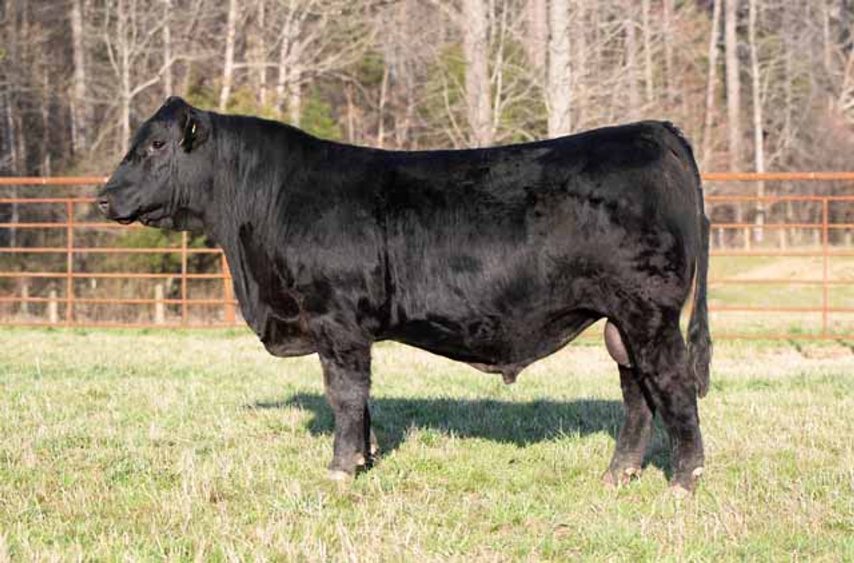 Image for Green Hills Cattle Co. & Hope Cattle Service